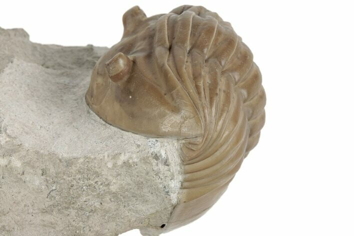 Asaphus Lepidurus Trilobite - Russia #191184